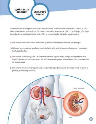 ¿QUÉ SON LOS
       RIÑONES?                ¿PARA QUÉ
                                SIRVEN?




Los riñones son dos órganos con forma de habichuela. Están situados al nivel de la cintura, a cada
lado de la columna vertebral. Los riñones en los adultos tienen entre 10 a 12 cm de largo y 5 a 6 cm
de ancho. En la parte superior de cada riñón se encuentran las glándulas suprarrenales.



>	Los riñones funcionan como un colador que filtra los elementos dañinos de la sangre.
>	Fabrican hormonas que ayudan a controlar la tensión arterial, prevenir la anemia y mantener
  los huesos fuertes.


>	Los riñones también ayudan a mantener el nivel de líquido en su cuerpo. Si Usted tiene más
  líquido del que necesita su cuerpo, sus riñones se encargan de fabricar orina para que el exceso
  de líquido salga.


>	Los riñones mantienen el equilibrio de sustancias importantes para el cuerpo como el sodio, el
  potasio, el fósforo y el calcio.




                                                                                  cápsula suprarenal




                                                                          riñón
                                                                                                       11
 