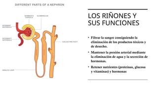 Diagnóstico, Estadificación y Tratamiento de la Enfermedad Renal ...