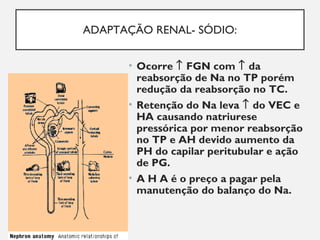 ADAPTAÇÃO RENAL- SÓDIO:
• Ocorre ↑ FGN com ↑ da
reabsorção de Na no TP porém
redução da reabsorção no TC.
• Retenção do Na leva ↑ do VEC e
HA causando natriurese
pressórica por menor reabsorção
no TP e AH devido aumento da
PH do capilar peritubular e ação
de PG.
• A H A é o preço a pagar pela
manutenção do balanço do Na.
 