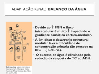 ADAPTAÇÃO RENAL: BALANÇO DA ÁGUA
• Devido ao ↑ FGN o fluxo
intratubular é muito ↑ impedindo o
gradiente osmótico córtico-medular.
• Além disso o desarranjo estrutural
medular leva a dificuldade de
concentração urinária tão precoce na
IRC ( nictúria).
• O excesso de água é eliminado pela
redução da resposta do TC ao ADH.
 