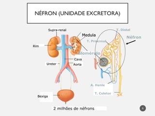 6
NÉFRON (UNIDADE EXCRETORA)
RimRim
Supra-renalSupra-renal
Glomérulo
UreterUreter
CavaCava
AortaAorta
A. Henle
T. Coletor
BexigaBexiga
Néfron
MedulaMedula
T. Proximal
T. Distal
2 milhões de néfrons
 