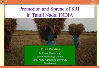 Dr.B.J.Pandian Professor (Agronomy) Water Technology Centre Tamil Nadu Agricultural University Coimbatore Promotion and Spread of SRI  in Tamil Nadu, INDIA 