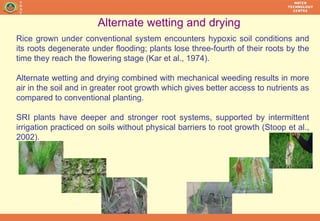 Alternate wetting and drying  Rice grown under conventional system encounters hypoxic soil conditions and its roots degene...