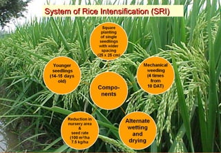 System of Rice Intensification (SRI)   