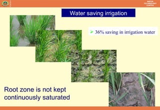 Water saving irrigation Root zone is not kept continuously saturated <ul><li>36% saving in irrigation water  </li></ul>