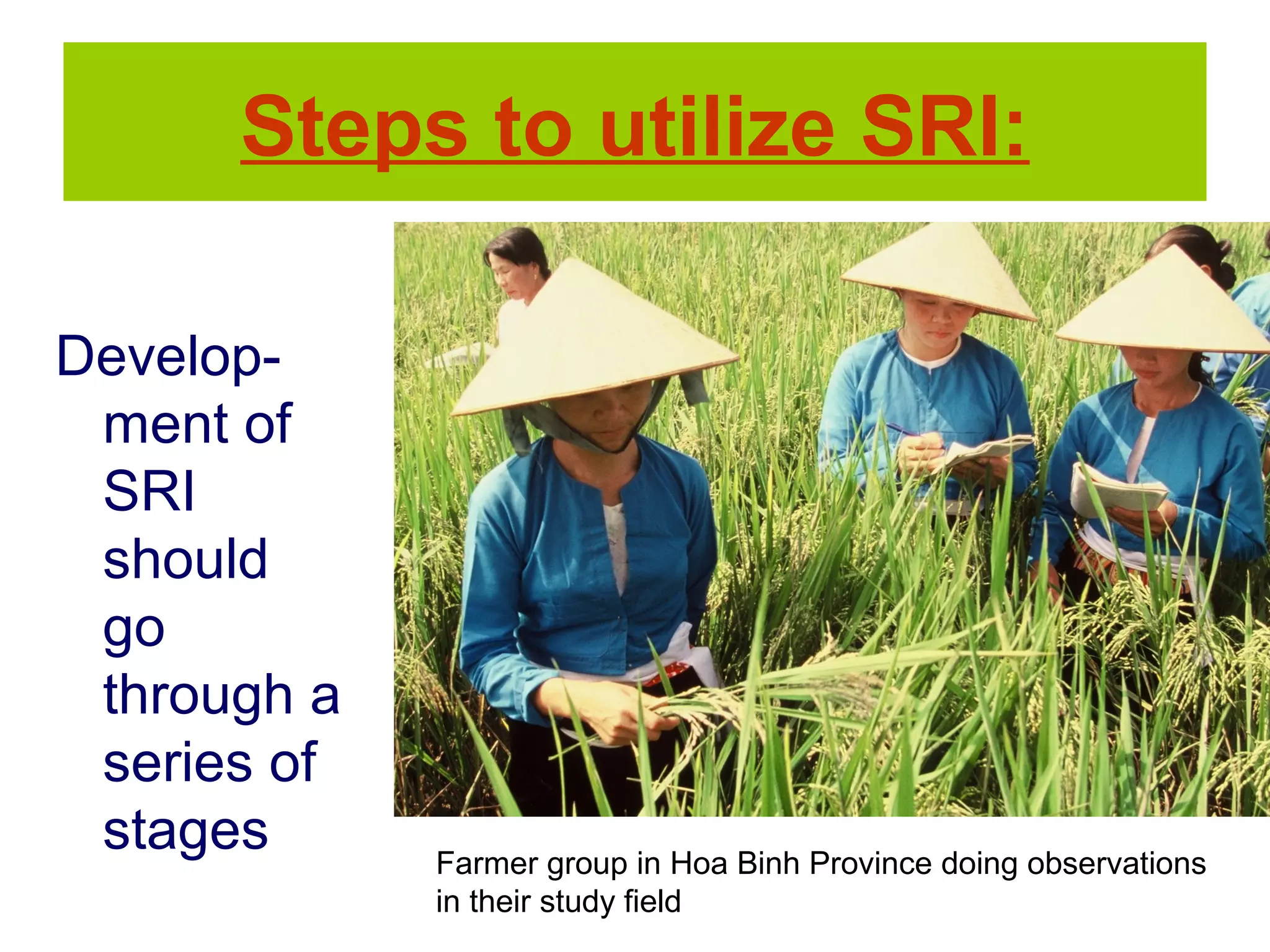 Develop-
ment of
SRI
should
go
through a
series of
stages
Steps to utilize SRI:
Farmer group in Hoa Binh Province doing observations
in their study field
 