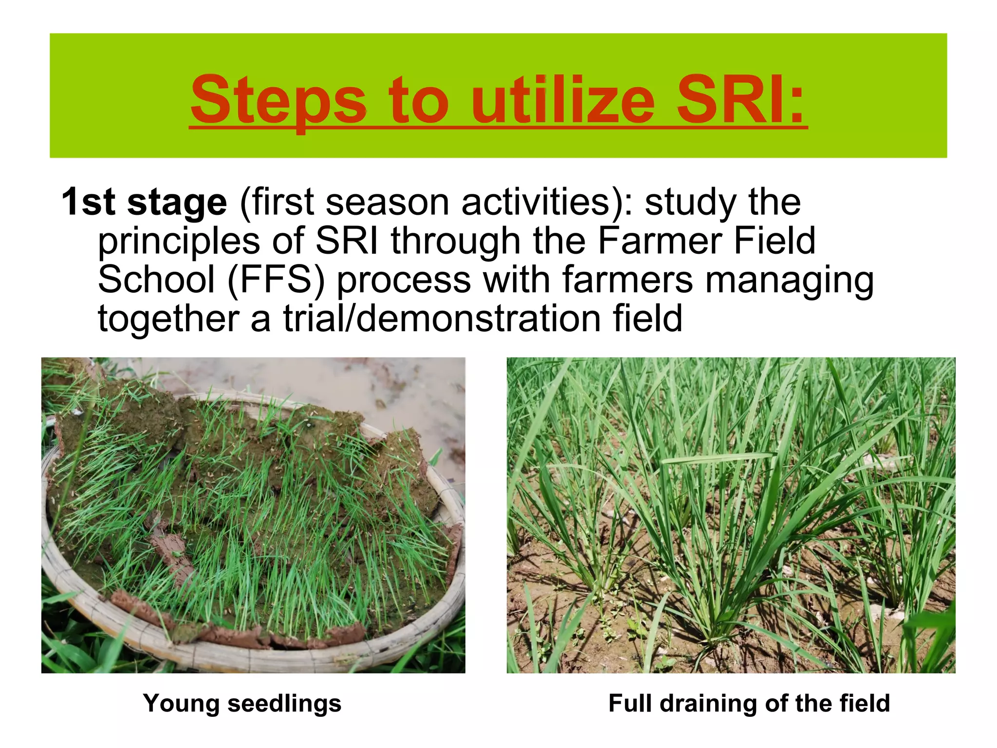 Steps to utilize SRI:
Full draining of the field
1st stage (first season activities): study the
principles of SRI through the Farmer Field
School (FFS) process with farmers managing
together a trial/demonstration field
Young seedlings
 