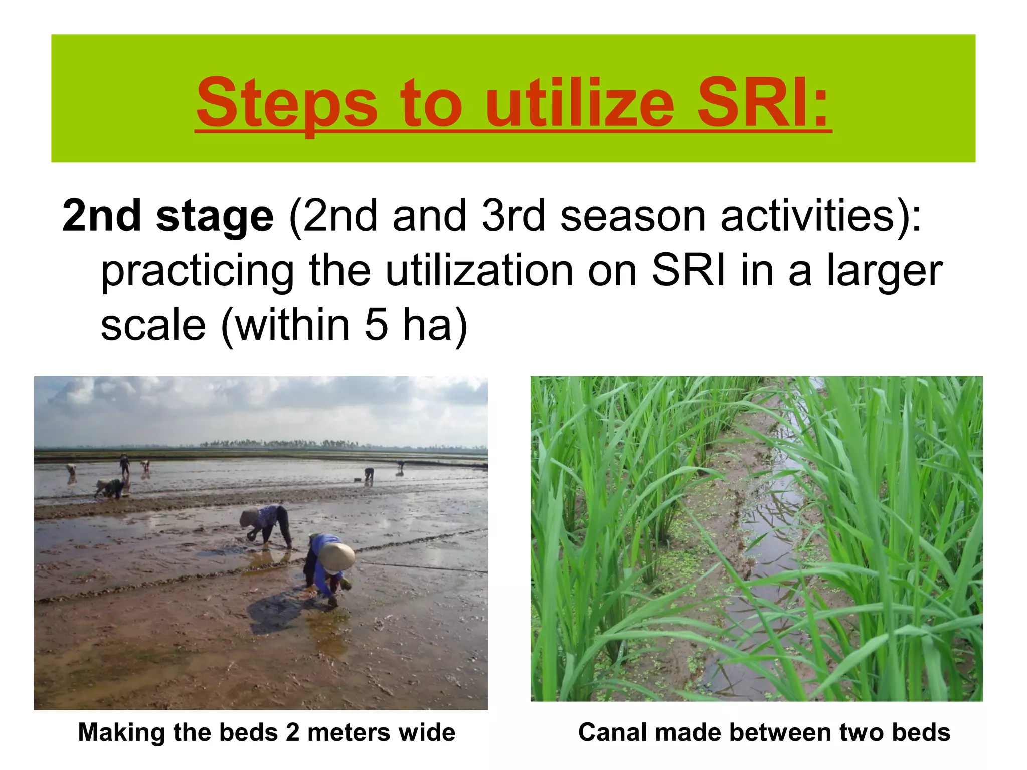 2nd stage (2nd and 3rd season activities):
practicing the utilization on SRI in a larger
scale (within 5 ha)
Steps to utilize SRI:
Making the beds 2 meters wide Canal made between two beds
 