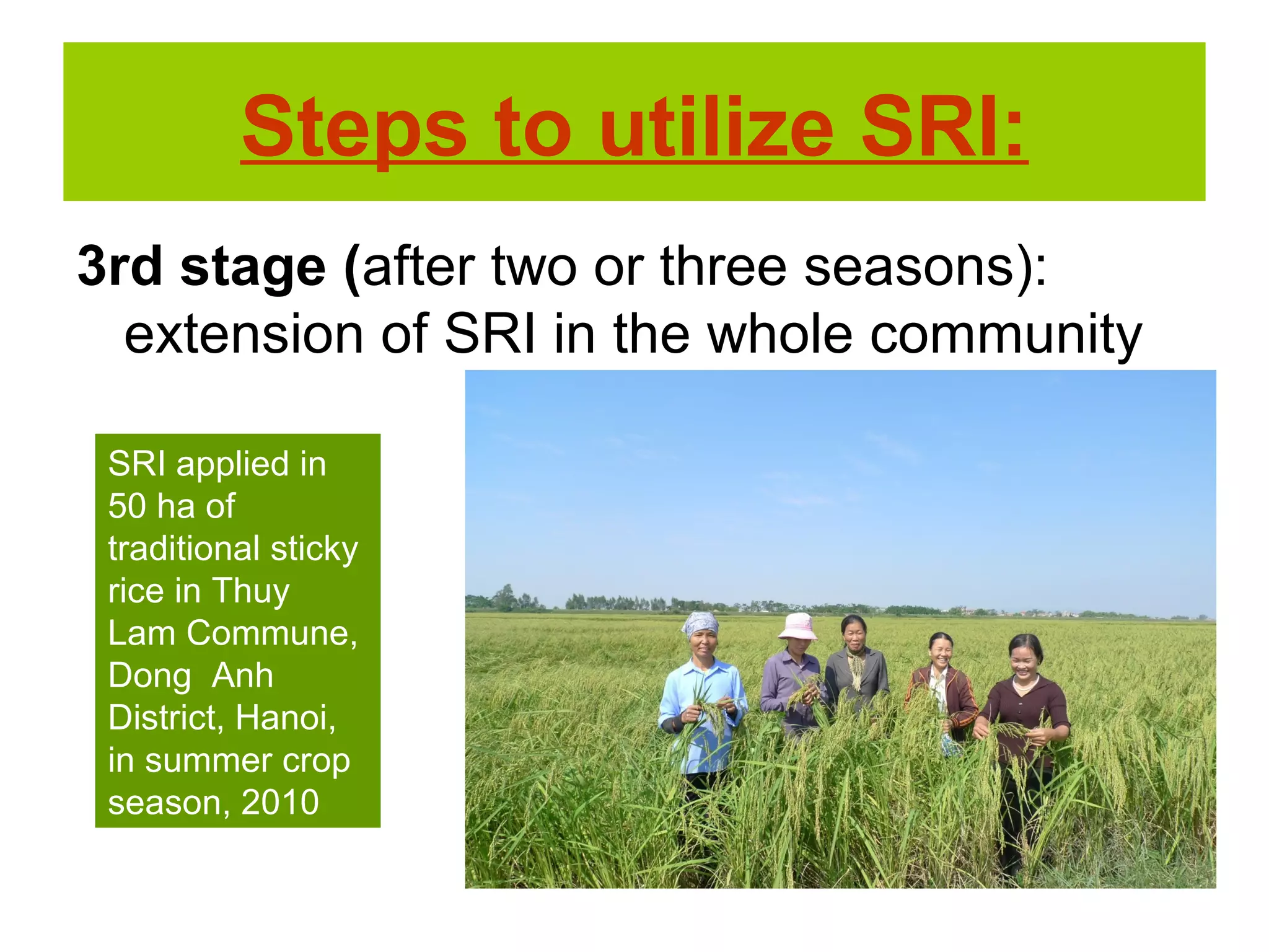 3rd stage (after two or three seasons):
extension of SRI in the whole community
Steps to utilize SRI:
SRI applied in
50 ha of
traditional sticky
rice in Thuy
Lam Commune,
Dong Anh
District, Hanoi,
in summer crop
season, 2010
 