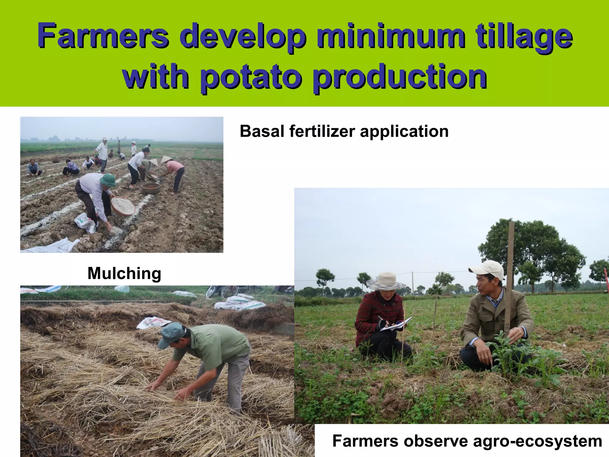 Farmers develop minimum tillageFarmers develop minimum tillage
with potato productionwith potato production
Basal fertilizer application
Mulching
Farmers observe agro-ecosystem
 