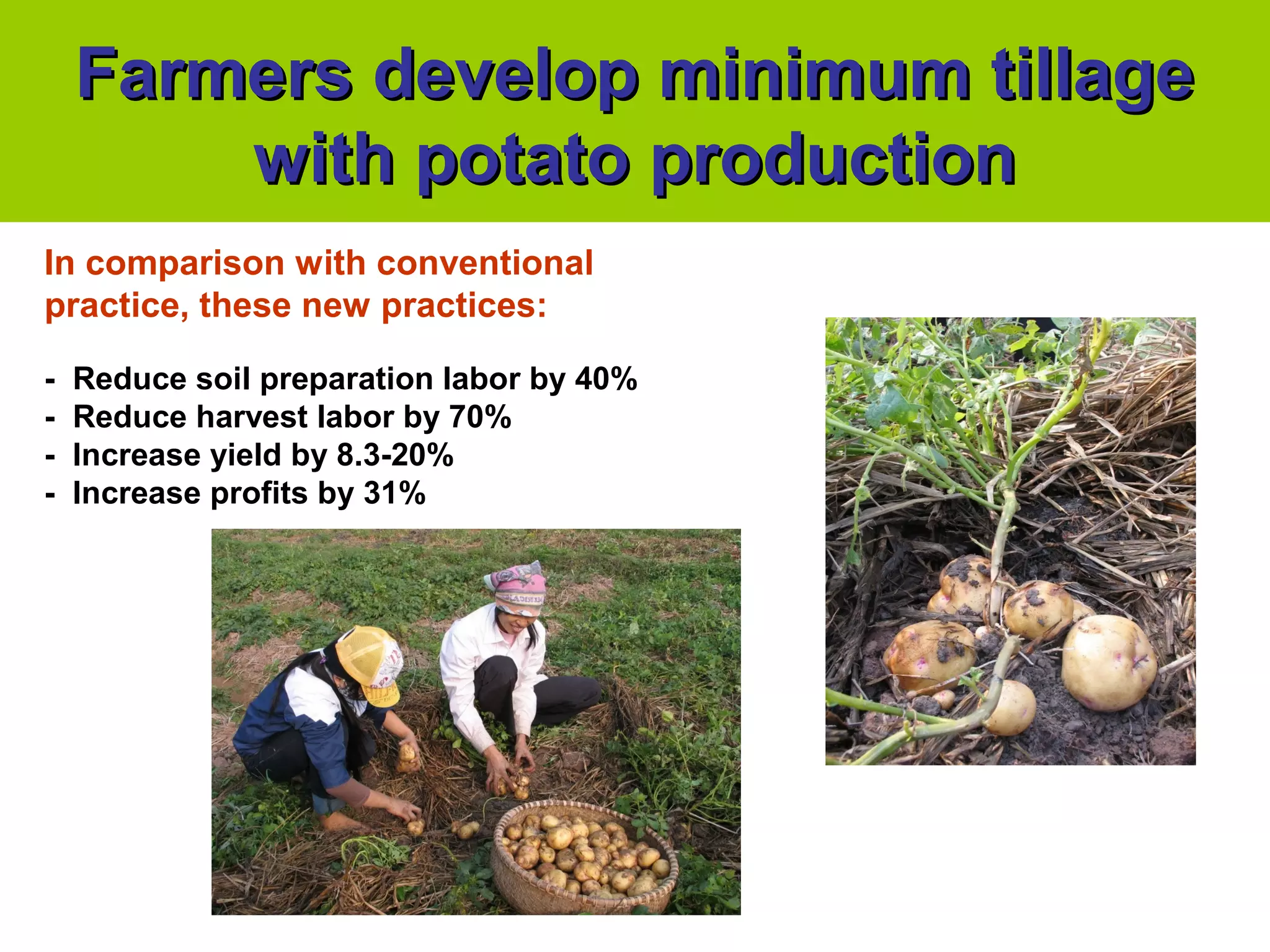 Farmers develop minimum tillageFarmers develop minimum tillage
with potato productionwith potato production
In comparison with conventional
practice, these new practices:
- Reduce soil preparation labor by 40%
- Reduce harvest labor by 70%
- Increase yield by 8.3-20%
- Increase profits by 31%
 