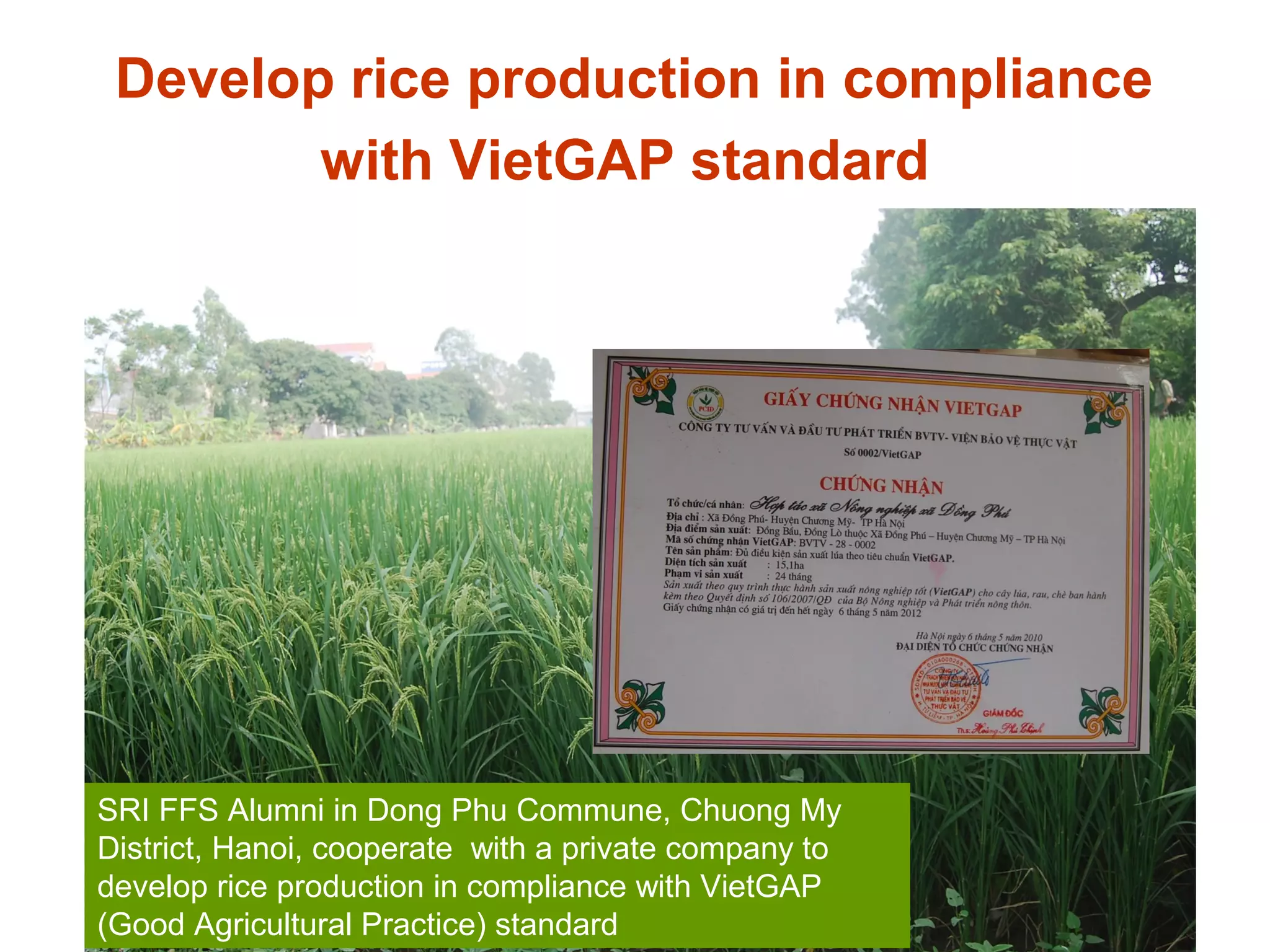 Develop rice production in compliance
with VietGAP standard
SRI FFS Alumni in Dong Phu Commune, Chuong My
District, Hanoi, cooperate with a private company to
develop rice production in compliance with VietGAP
(Good Agricultural Practice) standard
 