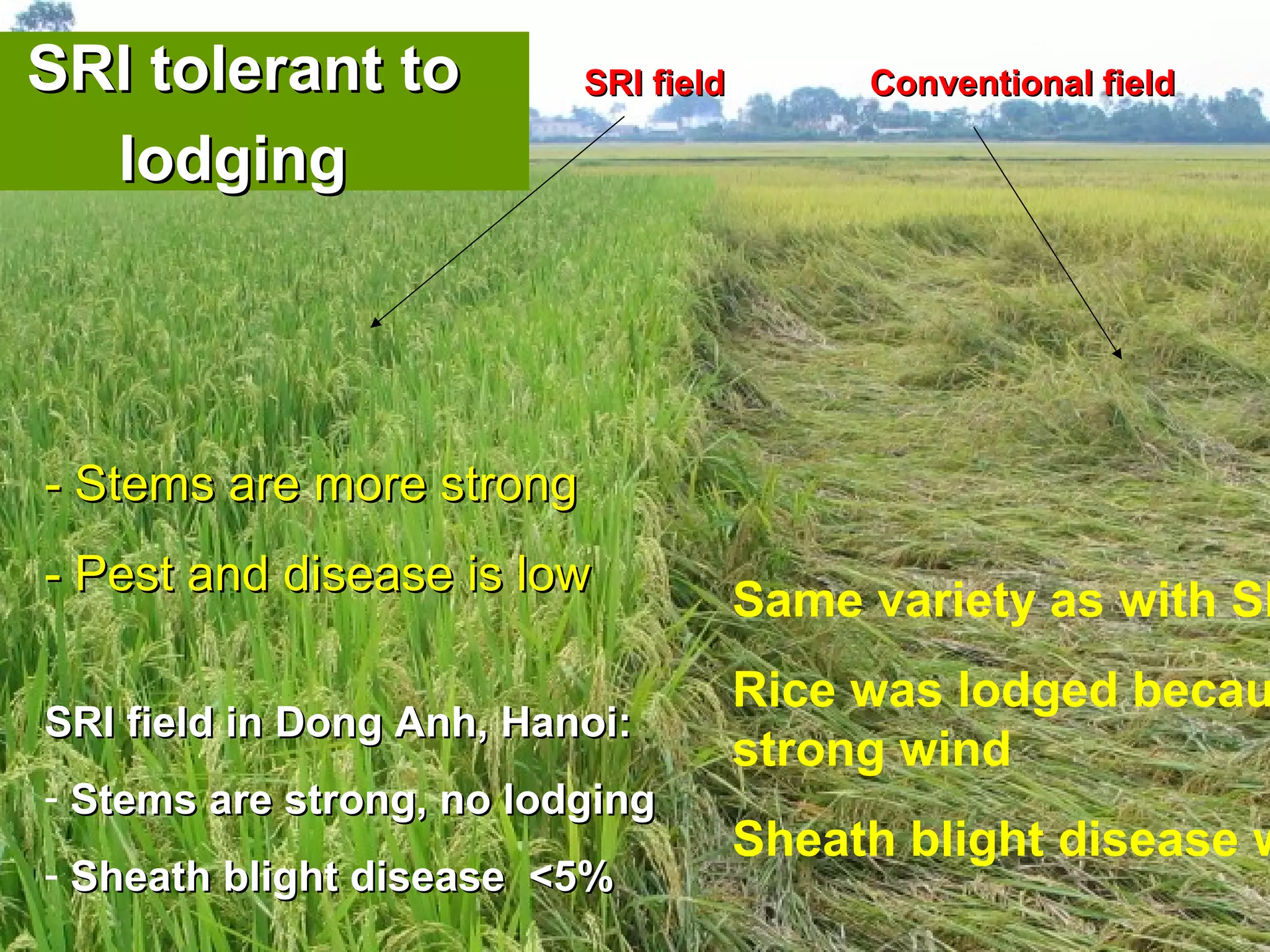 Same variety as with SR
Rice was lodged becau
strong wind
Sheath blight disease w
SRI field in Dong Anh, Hanoi:SRI field in Dong Anh, Hanoi:
- Stems are strong, no lodgingStems are strong, no lodging
- Sheath blight disease <5%Sheath blight disease <5%
- Stems are more strong- Stems are more strong
- Pest and disease is low- Pest and disease is low
SRI fieldSRI field Conventional fieldConventional fieldSRI tolerant toSRI tolerant to
lodginglodging
 