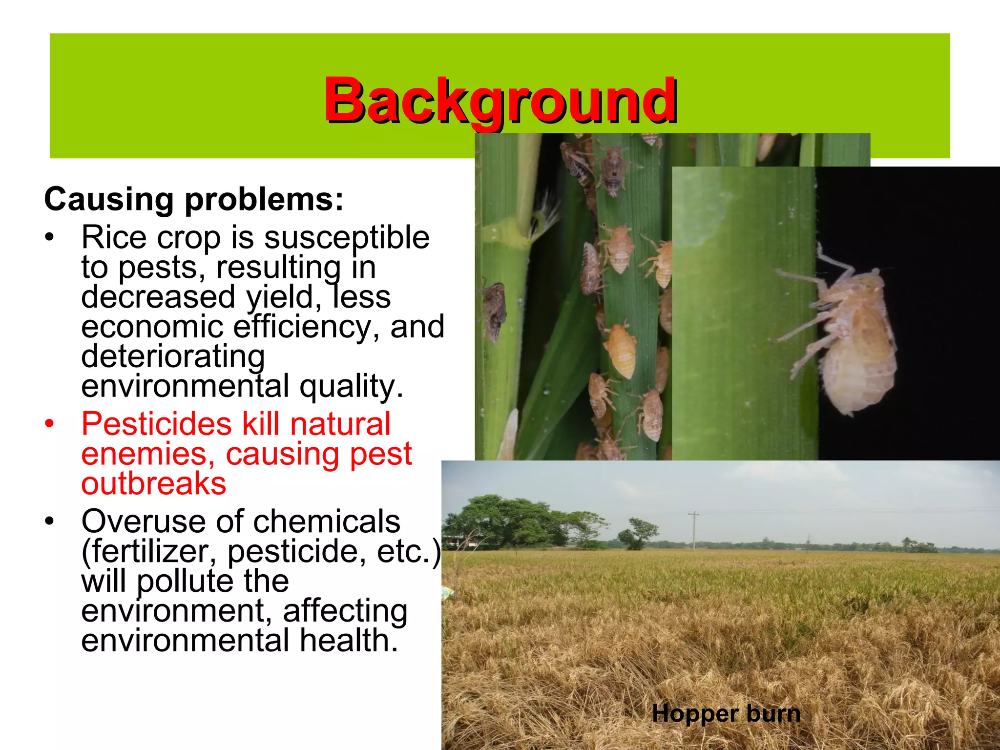 BackgroundBackground
Causing problems:
• Rice crop is susceptible
to pests, resulting in
decreased yield, less
economic efficiency, and
deteriorating
environmental quality.
• Pesticides kill natural
enemies, causing pest
outbreaks
• Overuse of chemicals
(fertilizer, pesticide, etc.)
will pollute the
environment, affecting
environmental health.
Hopper burn
 