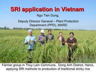 SRI applicationSRI application in Vietnamin Vietnam
Farmer group in Thuy Lam Commune, Dong Anh District, Hanoi,
applying SRI methods to production of traditional sticky rice
Ngo Tien Dung,
Deputy Director General – Plant Protection
Department (PPD), MARD
 