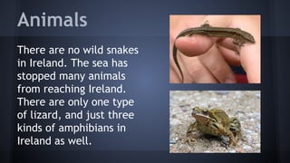 Animals
There are no wild snakes
in Ireland. The sea has
stopped many animals
from reaching Ireland.
There are only one type
of lizard, and just three
kinds of amphibians in
Ireland as well.

 