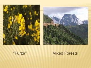 ‘’Furze’’

Mixed Forests

 