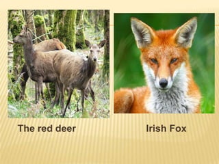 The red deer

Irish Fox

 