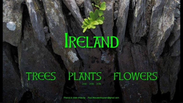 Ireland
trees plants flowers2012 - 2014 - 2018
Photos & slide show by Paul.Nieuwenhuysen@gmail.com
 