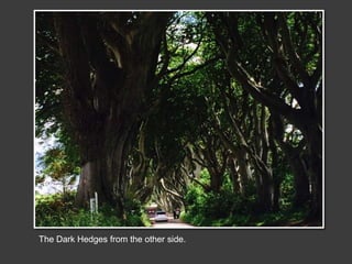 The Dark Hedges from the other side.
 