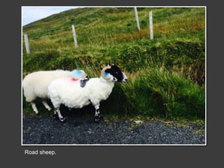 Road sheep.
 