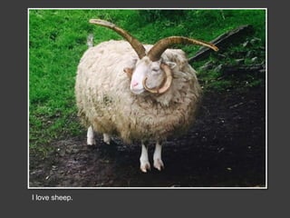 I love sheep.
 