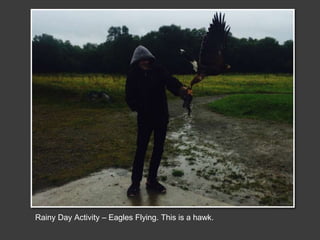 Rainy Day Activity – Eagles Flying. This is a hawk.
 