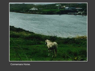 Connemara Horse.
 