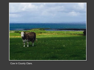 Cow in County Clare.
 