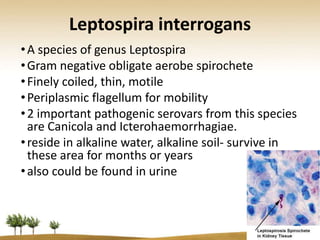 Leptospira interrogans
• A species of genus Leptospira
• Gram negative obligate aerobe spirochete
• Finely coiled, thin, motile
• Periplasmic flagellum for mobility
• 2 important pathogenic serovars from this species
  are Canicola and Icterohaemorrhagiae.
• reside in alkaline water, alkaline soil- survive in
  these area for months or years
• also could be found in urine
 