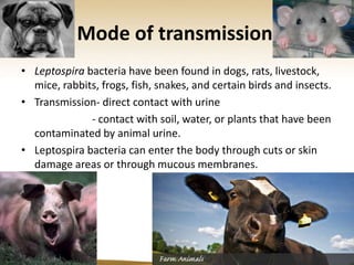 Mode of transmission
• Leptospira bacteria have been found in dogs, rats, livestock,
  mice, rabbits, frogs, fish, snakes, and certain birds and insects.
• Transmission- direct contact with urine
              - contact with soil, water, or plants that have been
  contaminated by animal urine.
• Leptospira bacteria can enter the body through cuts or skin
  damage areas or through mucous membranes.
 