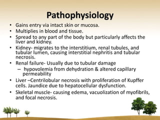 Pathophysiology
• Gains entry via intact skin or mucosa.
• Multiplies in blood and tissue.
• Spread to any part of the body but particularly affects the
  liver and kidney.
• Kidney- migrates to the interstitium, renal tubules, and
  tubular lumen, causing interstitial nephritis and tubular
  necrosis.
• Renal failure- Usually due to tubular damage
    – hypovolemia from dehydration & altered capillary
      permeability
• Liver –Centrilobular necrosis with proliferation of Kupffer
  cells. Jaundice due to hepatocellular dysfunction.
• Skeletal muscle- causing edema, vacuolization of myofibrils,
  and focal necrosis.
 