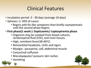 Clinical Features
• incubation period -2 - 30 days (average 10 days)
• 2phases: (< 50% of cases)
     • Begins with flu-like symptoms then briefly asymptomatic
       until the second phase begins.
• First phase(1 week ): Septicaemic/ Leptospiremia phase
     • Organism may be isolated from blood cultures,
       cerebrospinal fluid (CSF), and most tissues.
     • High, remittent fever(38-40oC)
     • Retroorbital headache, chills and rigors
     • Myalgia : paraspinal, calf, abdominal muscle
     • Conjuctival suffusion
     • Maculopapular/ purpuric skin rashes
     • Vomitting
 