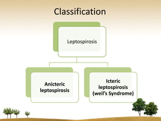 Classification

            Leptospirosis




                             Icteric
  Anicteric
                         leptospirosis
leptospirosis
                       (weil’s Syndrome)
 