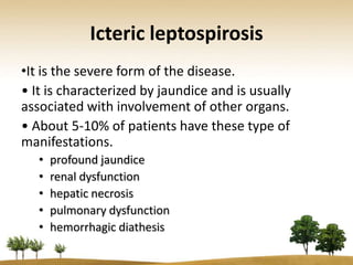 Icteric leptospirosis
•It is the severe form of the disease.
• It is characterized by jaundice and is usually
associated with involvement of other organs.
• About 5-10% of patients have these type of
manifestations.
   •   profound jaundice
   •   renal dysfunction
   •   hepatic necrosis
   •   pulmonary dysfunction
   •   hemorrhagic diathesis
 