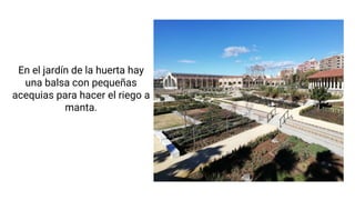 En el jardín de la huerta hay
una balsa con pequeñas
acequias para hacer el riego a
manta.
 