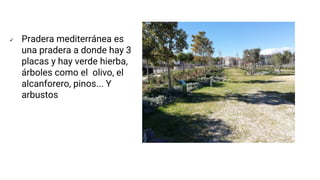  Pradera mediterránea es
una pradera a donde hay 3
placas y hay verde hierba,
árboles como el olivo, el
alcanforero, pinos... Y
arbustos
 