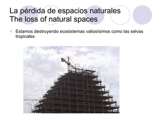 La pérdida de espacios naturales The loss of natural spaces Estamos destruyendo ecosistemas valiosísimos como las selvas tropicales 