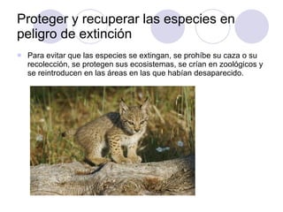 Proteger y recuperar las especies en peligro de extinción  Para evitar que las especies se extingan, se prohíbe su caza o su recolección, se protegen sus ecosistemas, se crían en zoológicos y se reintroducen en las áreas en las que habían desaparecido. 