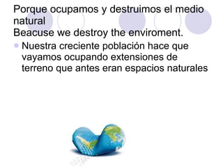 Porque ocupamos y destruimos el medio natural Beacuse we destroy the enviroment. Nuestra creciente población hace que vayamos ocupando extensiones de terreno que antes eran espacios naturales 