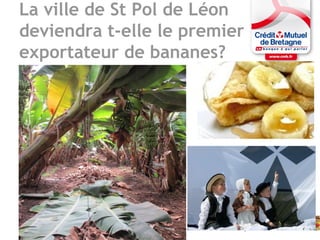 La ville de St Pol de Léon
deviendra t-elle le premier
exportateur de bananes?
10
 