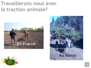 Travaillerons nous avec
la traction animale?
Nom de l’établissement15
En France
Au Maroc
 