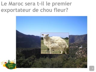 Le Maroc sera t-il le premier
exportateur de chou fleur?
Nom de l’établissement9
 