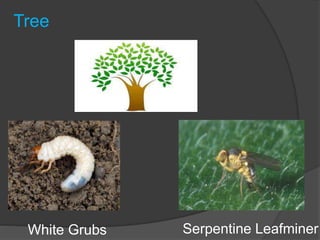 Tree
White Grubs Serpentine Leafminer
 