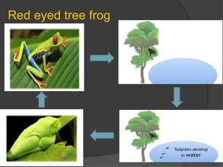 Red eyed tree frog
 