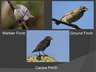Warbler Finch Ground Finch
Cactus Finch
 