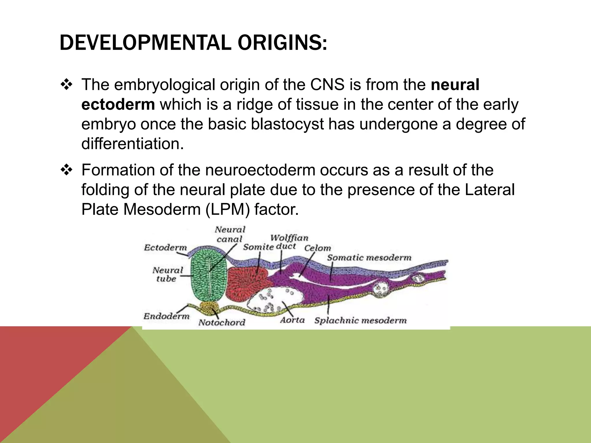 embroyogenesis of CNS | PPTX