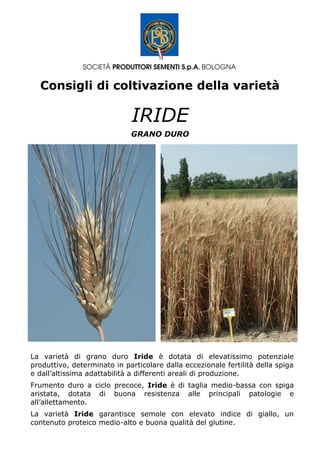 Consigli di coltivazione della varietà
IRIDE
GRANO DURO
La varietà di grano duro Iride è dotata di elevatissimo potenziale
produttivo, determinato in particolare dalla eccezionale fertilità della spiga
e dall’altissima adattabilità a differenti areali di produzione.
Frumento duro a ciclo precoce, Iride è di taglia medio-bassa con spiga
aristata, dotata di buona resistenza alle principali patologie e
all’allettamento.
La varietà Iride garantisce semole con elevato indice di giallo, un
contenuto proteico medio-alto e buona qualità del glutine.
 