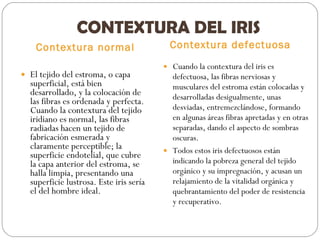 CONTEXTURA DEL IRIS Contextura normal Contextura defectuosa El tejido del estroma, o capa superficial, está bien desarrollado, y la colocación de las fibras es ordenada y perfecta. Cuando la contextura del tejido iridiano es normal, las fibras radiadas hacen un tejido de fabricación esmerada y claramente perceptible; la superficie endotelial, que cubre la capa anterior del estroma, se halla limpia, presentando una superficie lustrosa. Este iris sería el del hombre ideal. Cuando la contextura del iris es defectuosa, las fibras nerviosas y musculares del estroma están colocadas y desarrolladas desigualmente, unas desviadas, entremezclándose, formando en algunas áreas fibras apretadas y en otras separadas, dando el aspecto de sombras oscuras.  Todos estos iris defectuosos están indicando la pobreza general del tejido orgánico y su impregnación, y acusan un relajamiento de la vitalidad orgánica y quebrantamiento del poder de resistencia y recuperativo. 