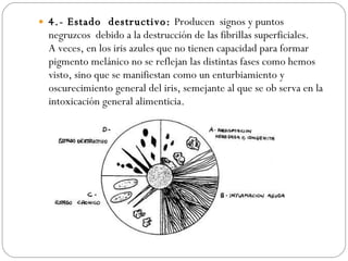 4.- Estado  destructivo:  Producen  signos y puntos negruzcos  debido a la destrucción de las fibrillas superficiales. A veces, en los iris azules que no tienen capacidad para formar pigmento melánico no se reflejan las distintas fases como hemos visto, sino que se manifiestan como un enturbiamiento y oscurecimiento general del iris, semejante al que se ob serva en la intoxicación general alimenticia. 
